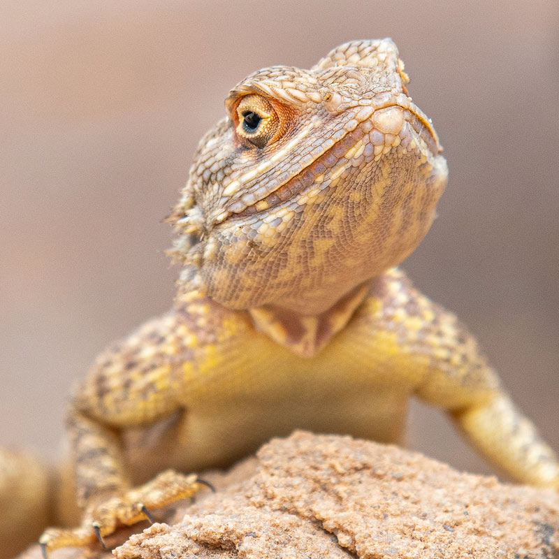 Reptile
