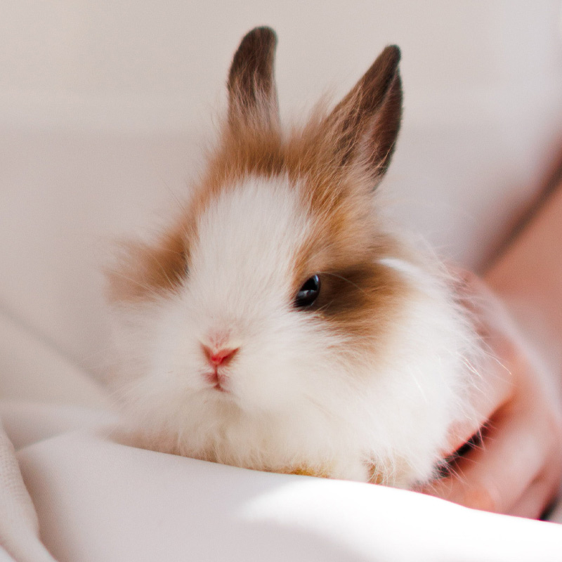 Small Pet