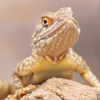 Reptile