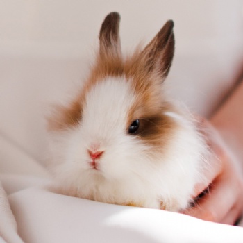 Small Pet